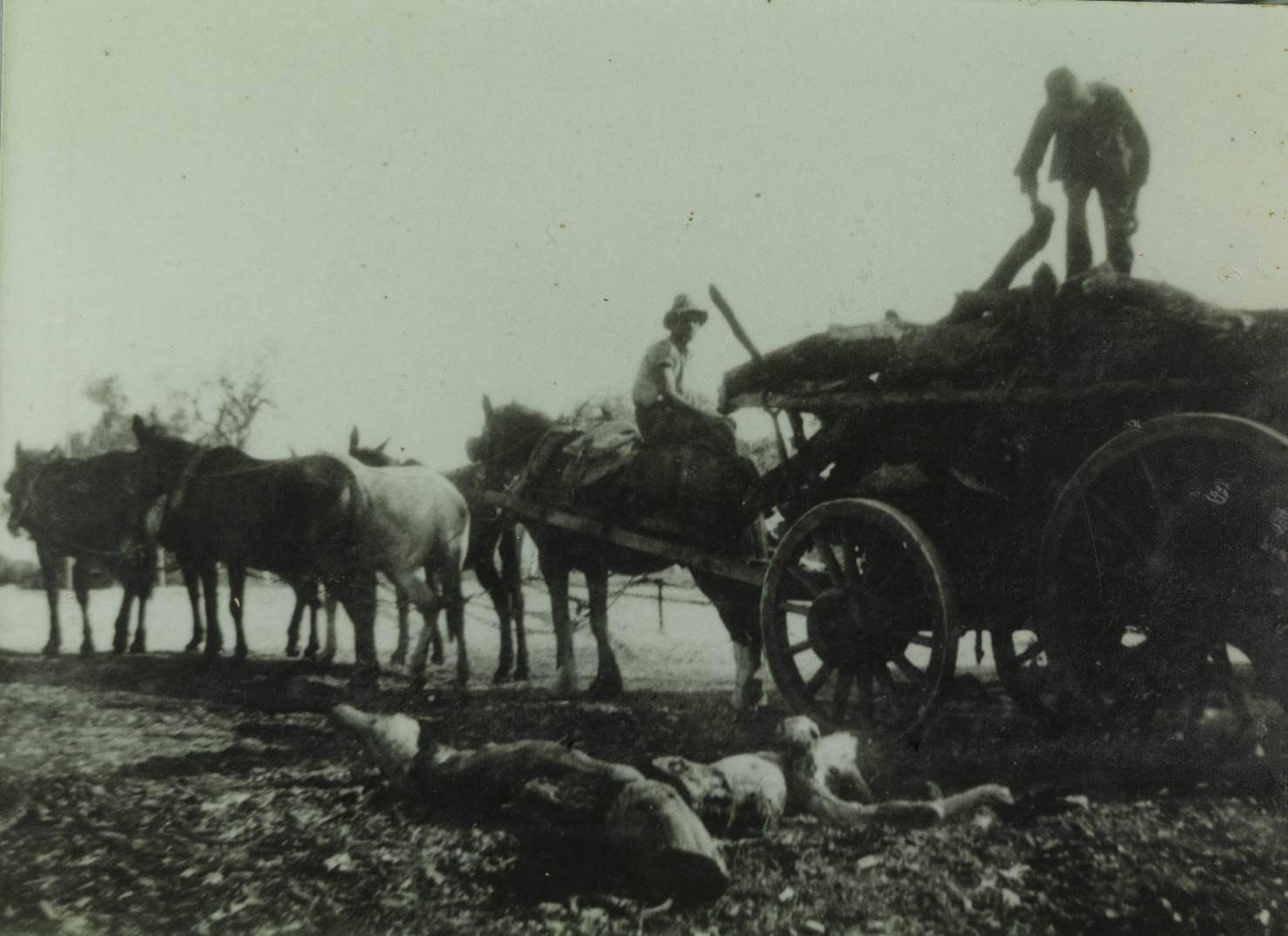 Moore River Native Settlement back with a load of wood