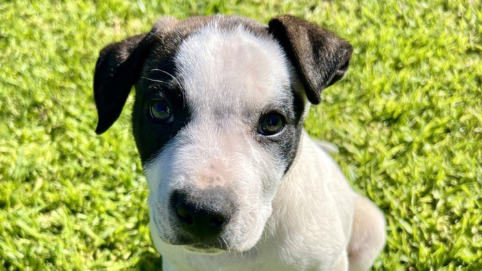 A puppy on the grass