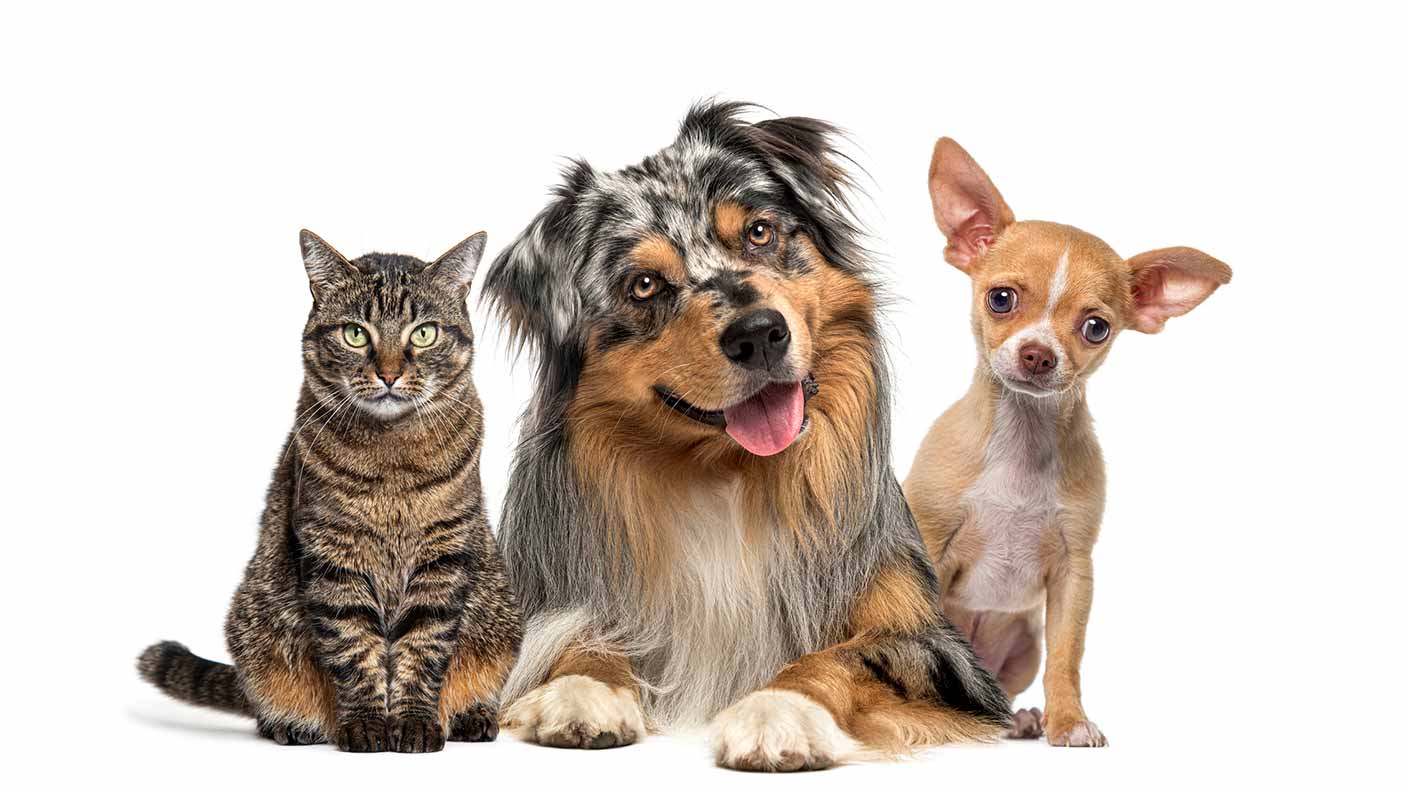 A cat and two dogs on a white background.