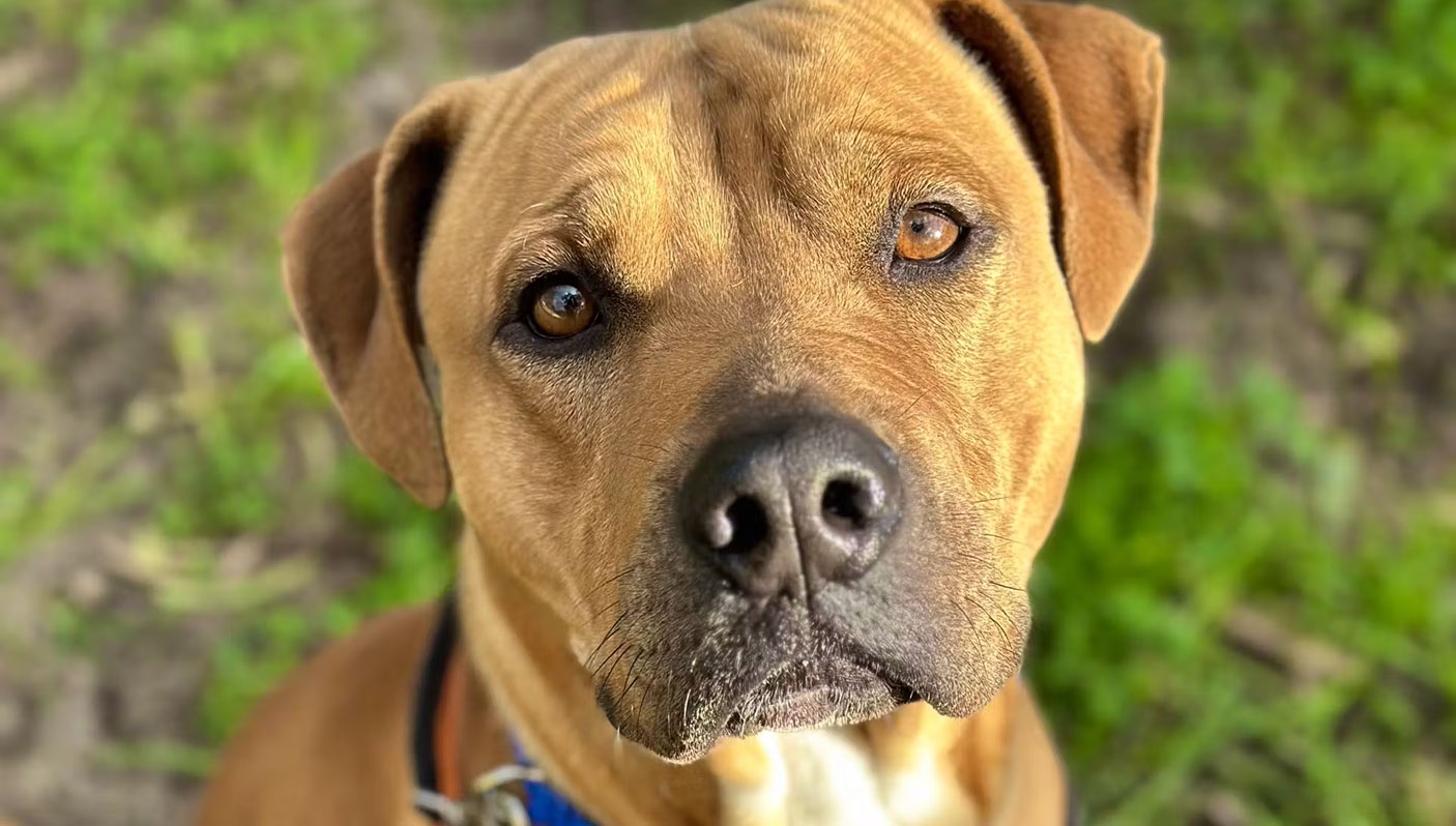 A close up of a brown dog.