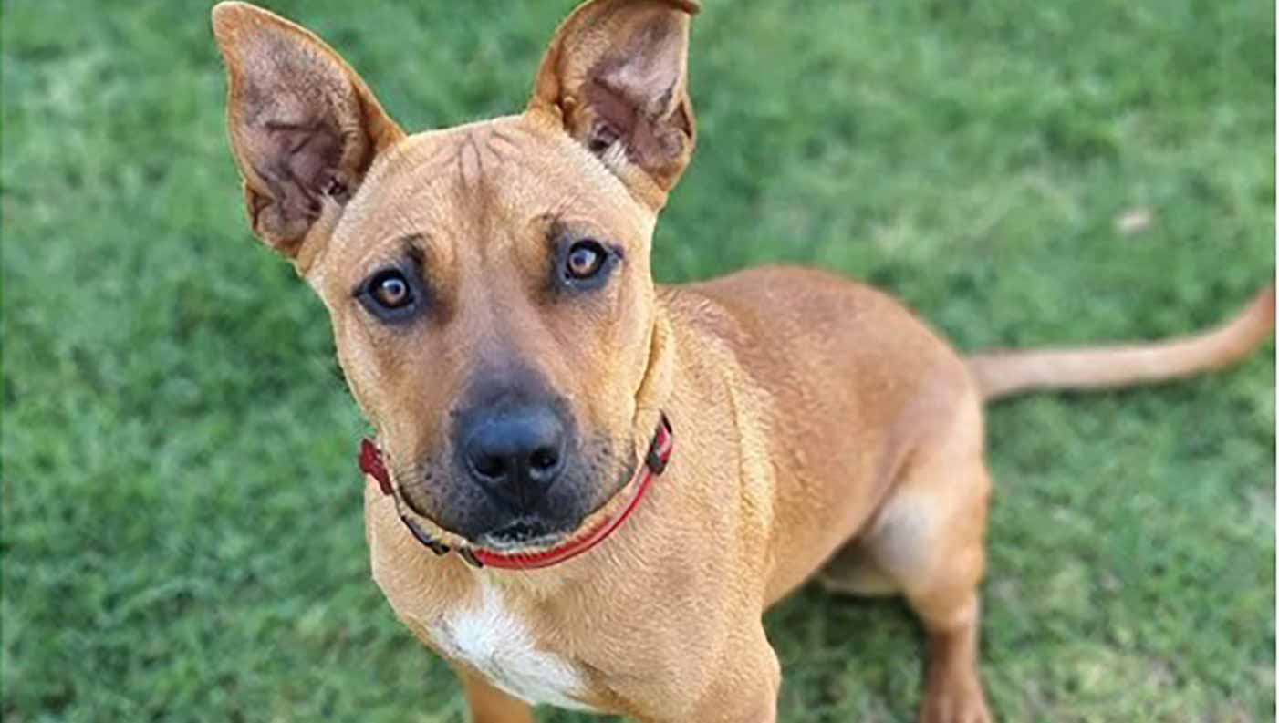 Large Brown mixed breed dog in a sit pose on a green grassy lawn.