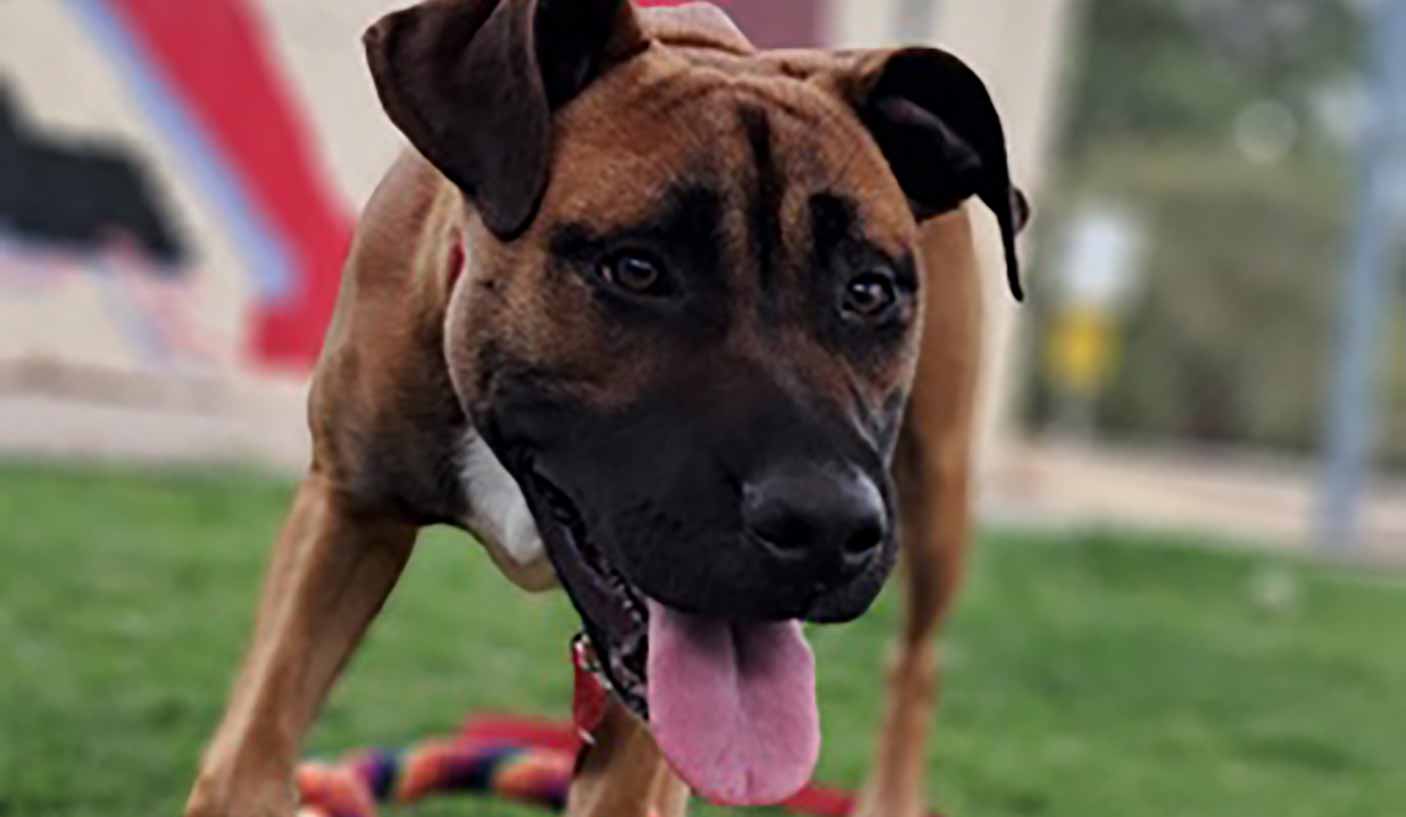 Close up of a large brown mixed breed dog with his tongue out panting