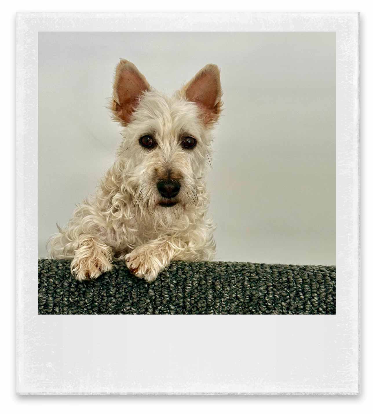 A polaroid of Tucker