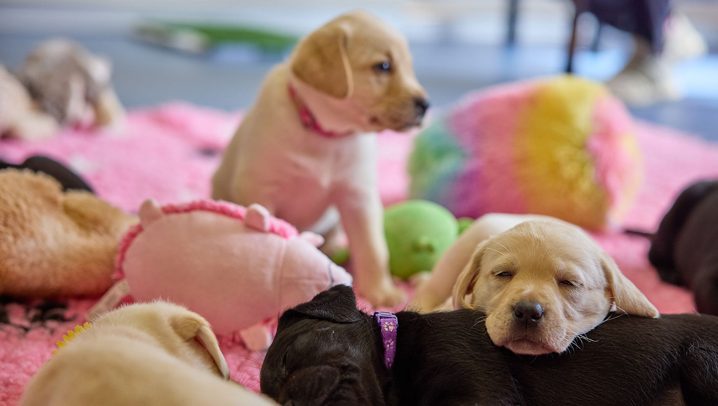 4 sleeping labrador puppies at Guide Dogs WA