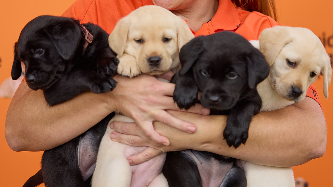 2 black and 2 yellow labrador puppies in the arms of a trainer at Guide Dogs WA