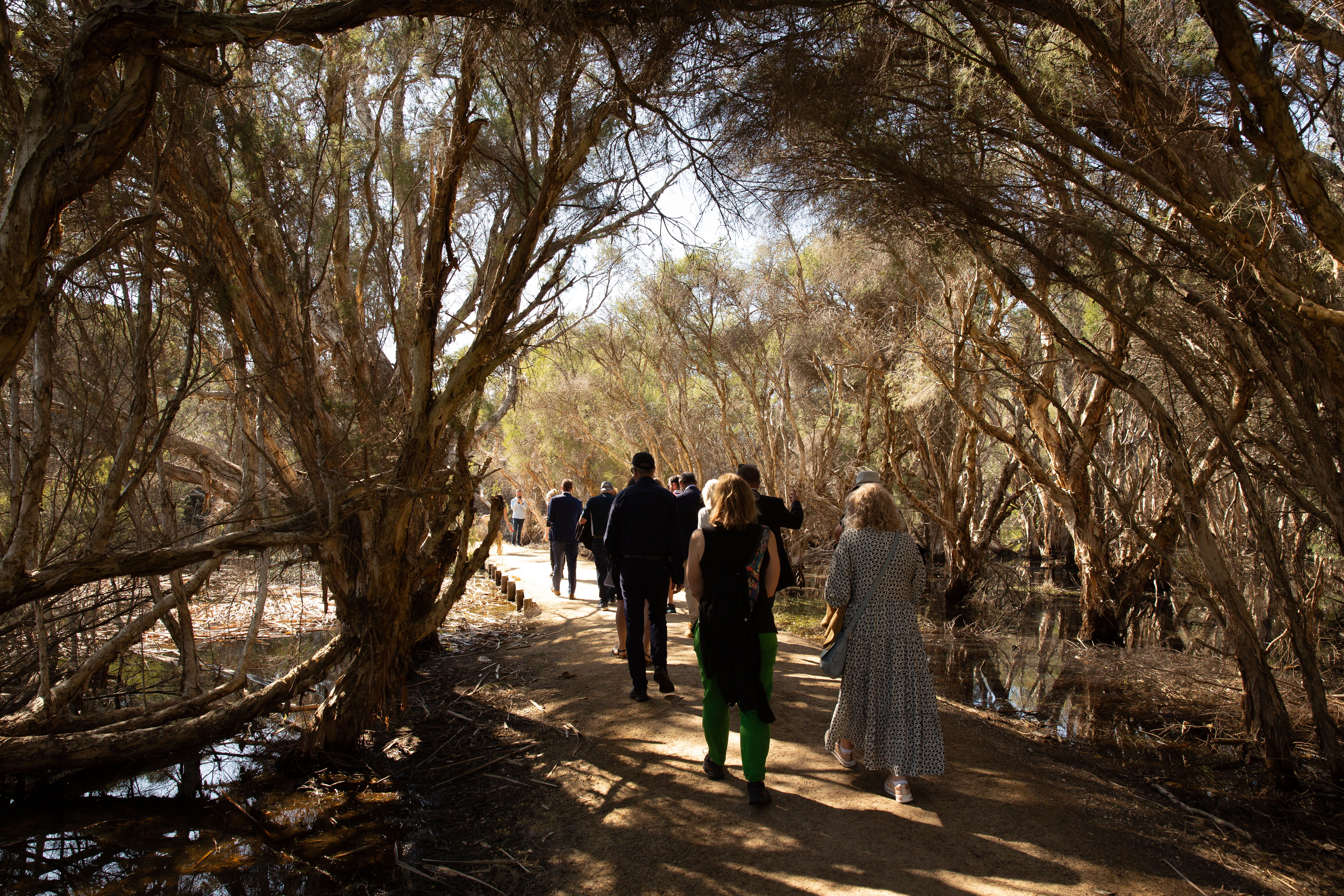 A group of people walk through the bush, on a walking trail.